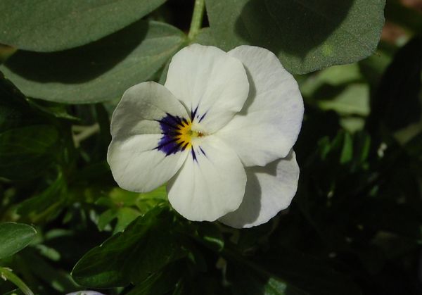 Viola in the veg garden