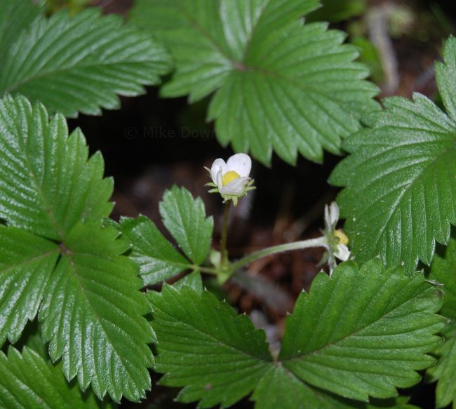 Winter Strawberry Flowers