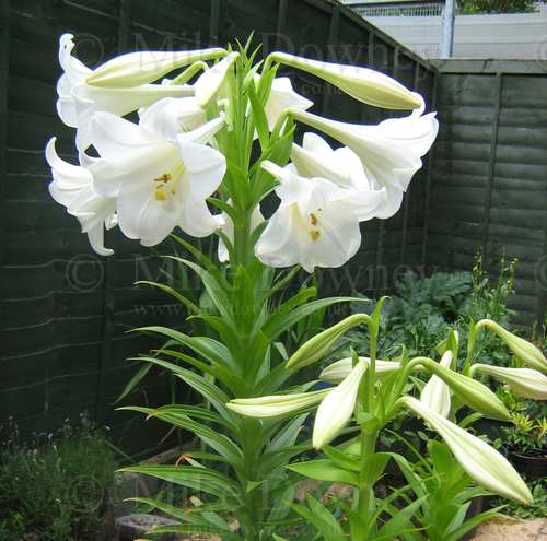 Lilies