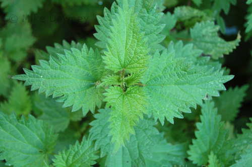 Nettle leaves