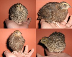 Type in how many animals appear in the image. Sorry, this does not work without the image being visible
