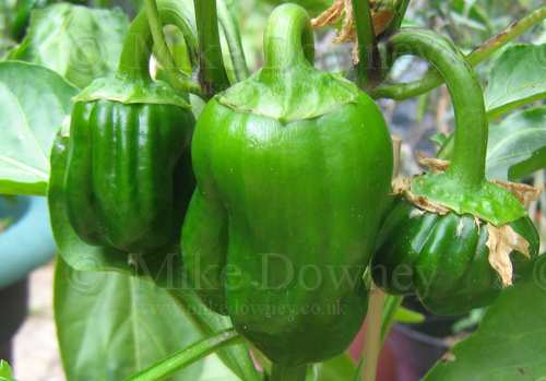 Peppers