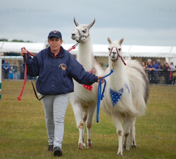 Llamas