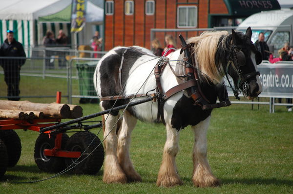 Thame Country Show