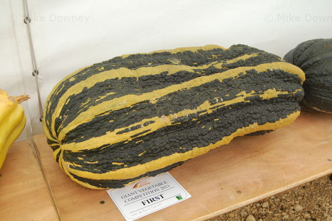 giant marrow