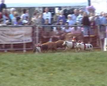 Thame country show