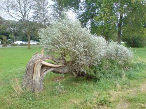 Fallen Tree