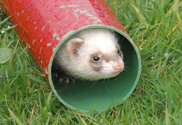 Ferret Racing