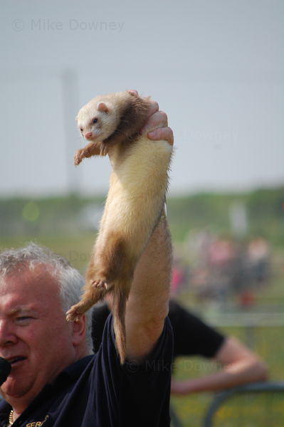 Ferrets