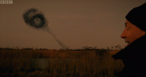 Starlings making a number 6