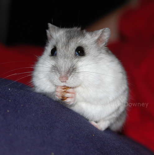 Hamster and mealworm
