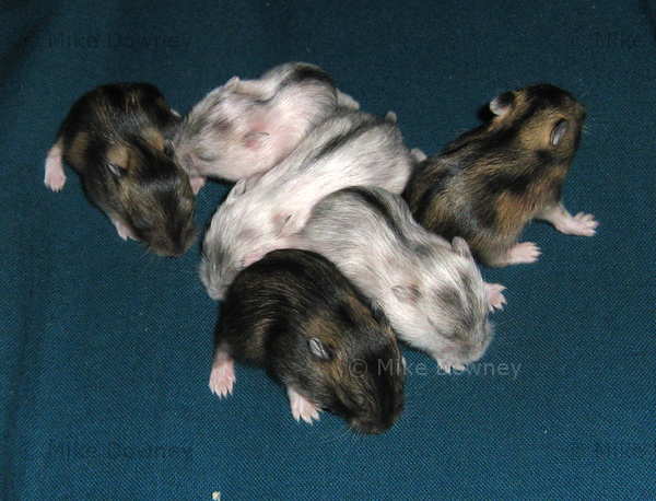 mith_babies.jpg