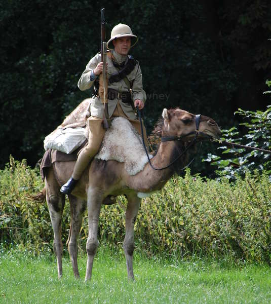 camel1.jpg