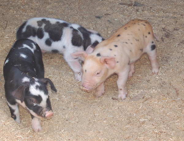5dayoldpigs.jpg