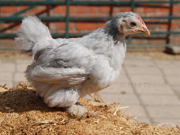chick2.jpg