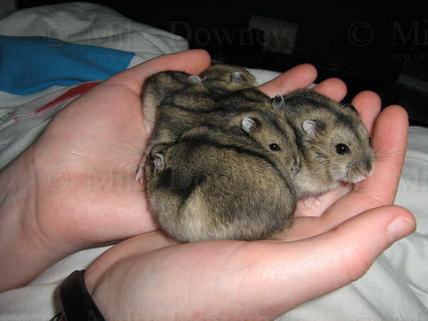 handful.jpg