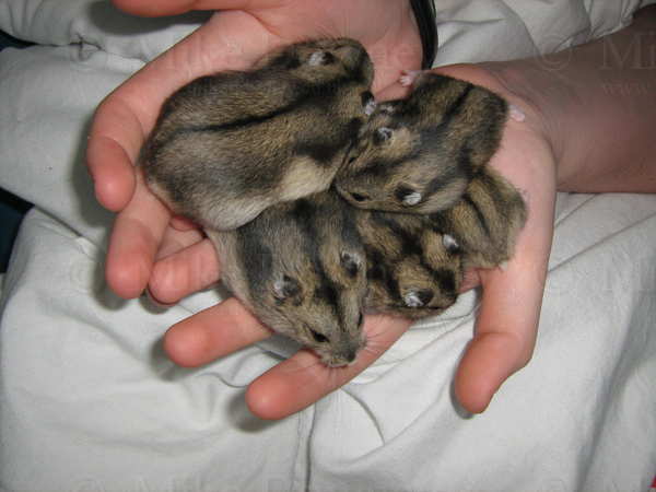 handful2.jpg