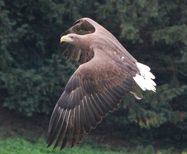 eagle1.jpg