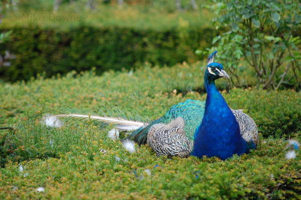 peacock1.jpg