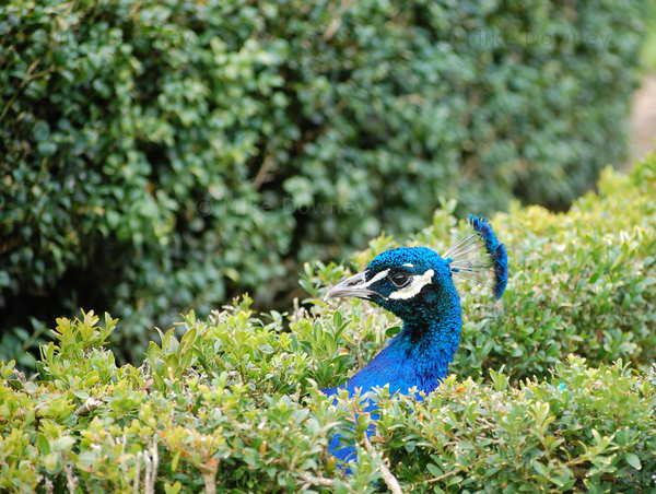 peacock2.jpg