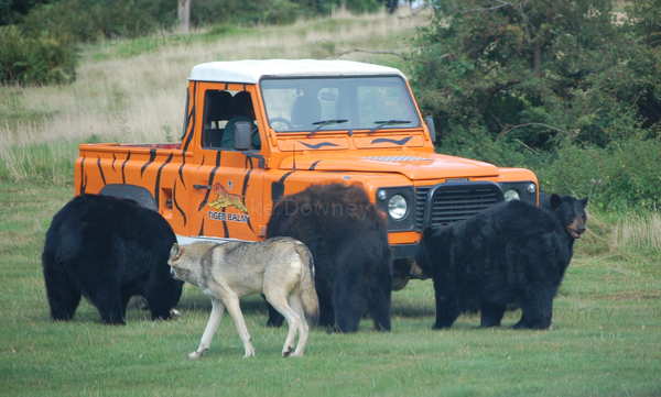 bear_wolf_eat.jpg