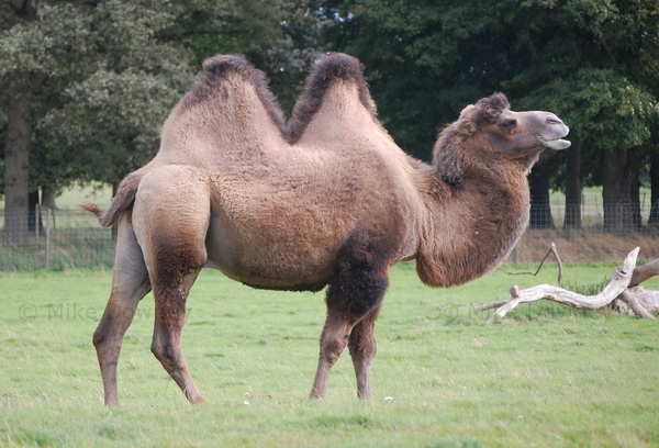 camel.jpg