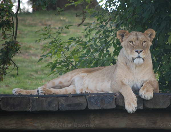 lion.jpg