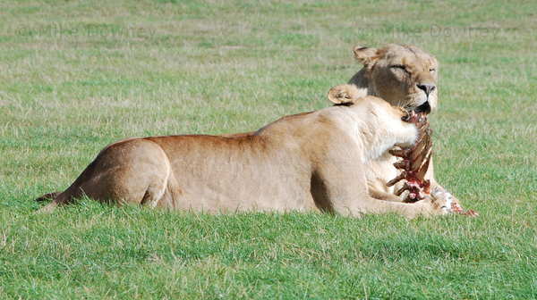 lion_eat.jpg