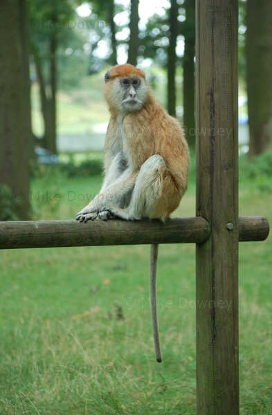 monkey.jpg