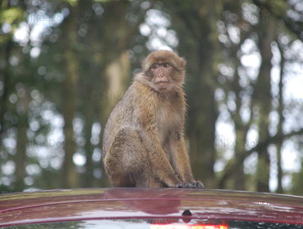 monkey_car.jpg