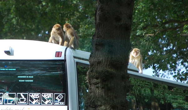 monkey_coach.jpg