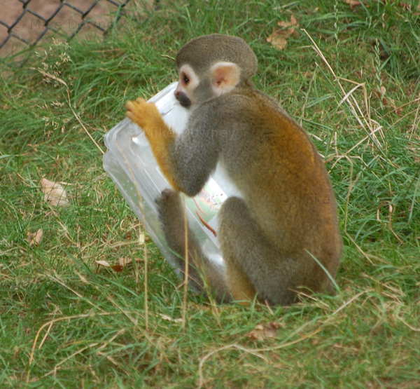 monkey_sandwich.jpg