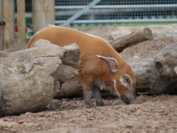 river_hog.jpg