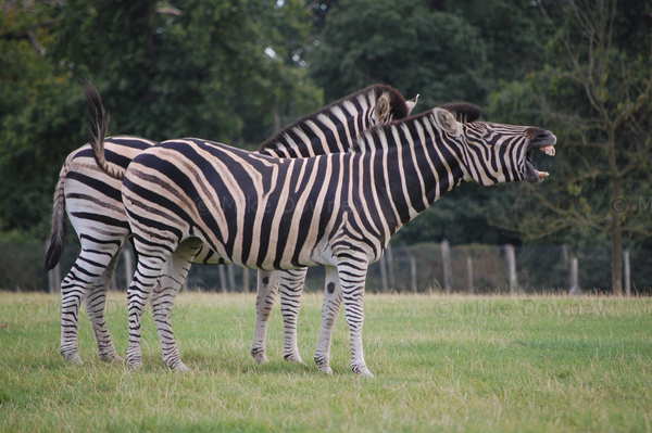 zebra.jpg