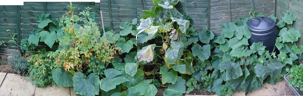 Giant Squash Plant